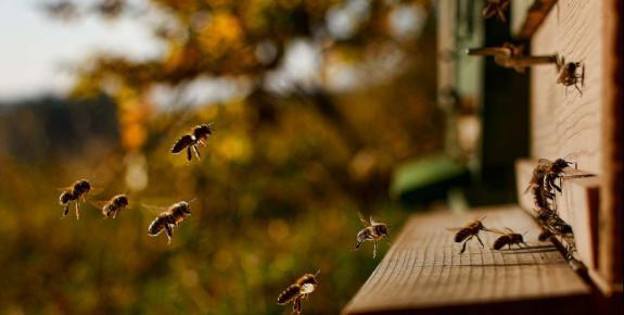 abeilles rentrant dans la ruche