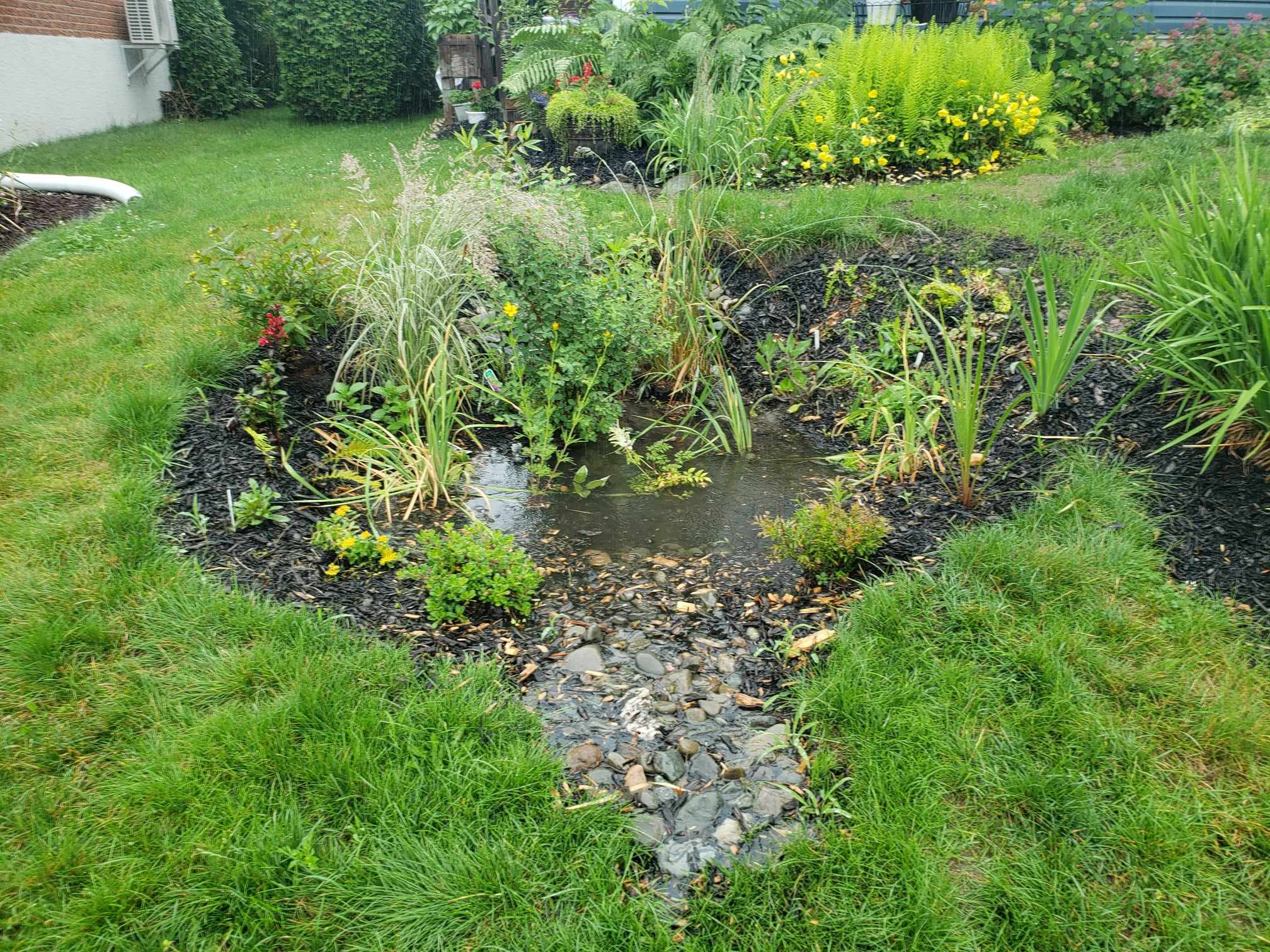 jardin de pluie 1