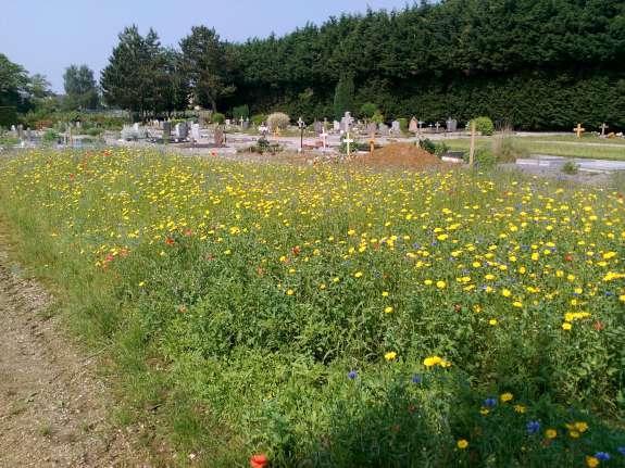 Pré fleuri devant un cimetière