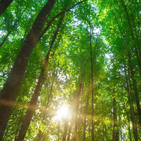 Forêt