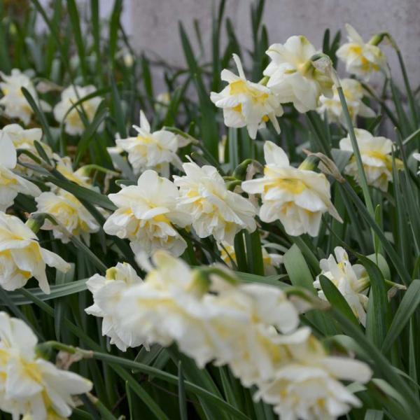 jonquilles blanches