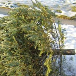 collecte sapins de noel