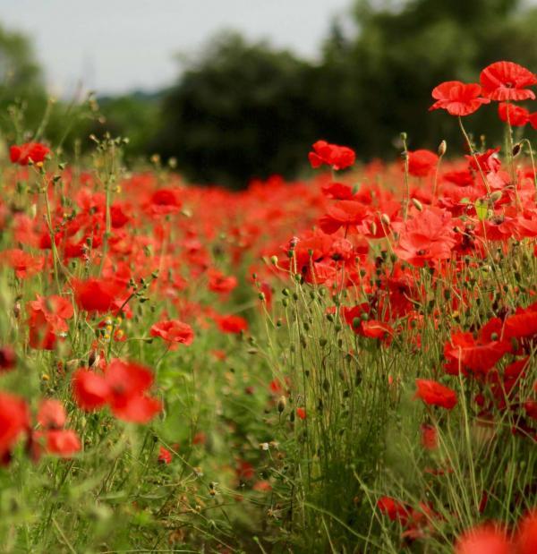 coquelicots