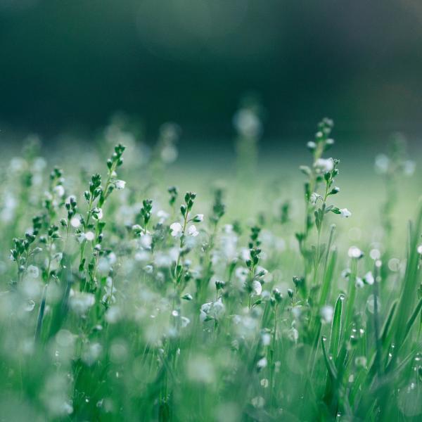 fleurs des champs blanches