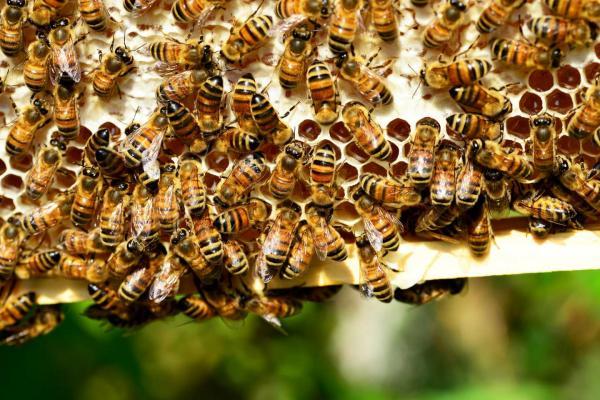 abeilles sur cadre rayon