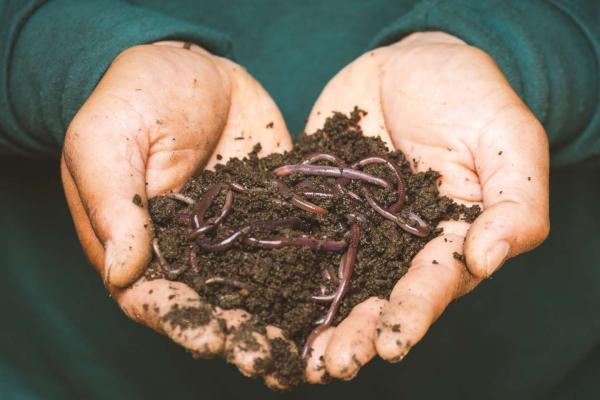 compost main vers de terre