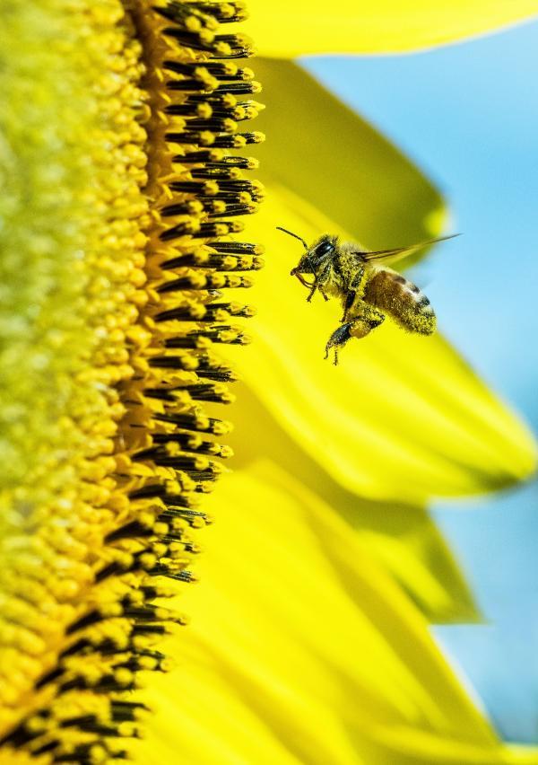 Pollinisateur