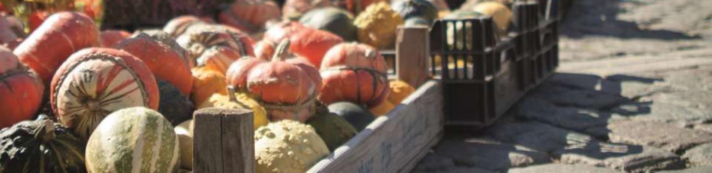 coloquintes marché