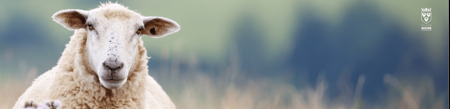 mouton éco pâturage