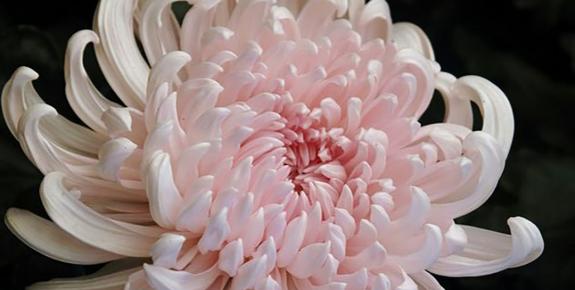 Fleur de chrysanthème
