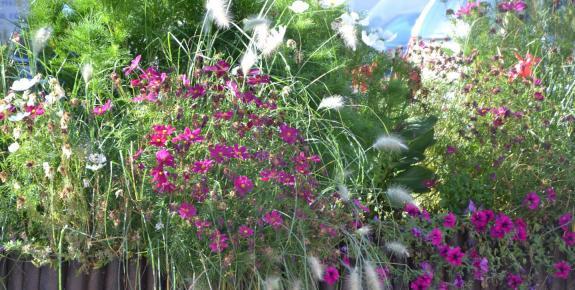 fleurs mauves