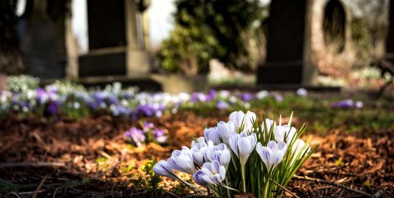 tombe fleurs mauves