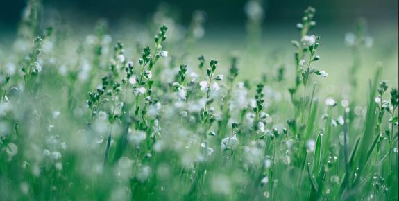 fleurs des champs blanches