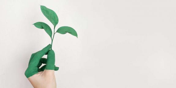 Main tenant une pousse d'arbre