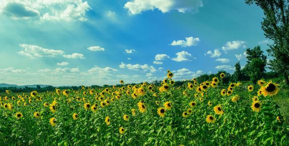 Tournesols
