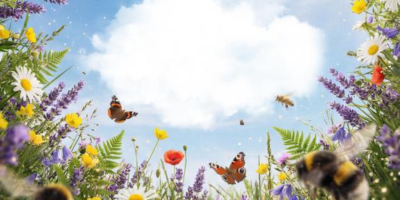 Journée de la Biodiversité vignette