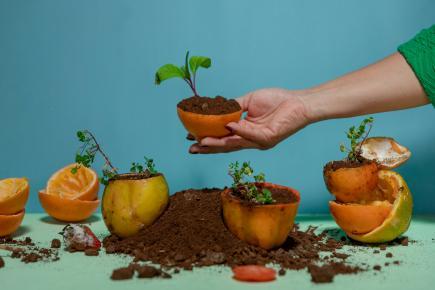 Compost oranges